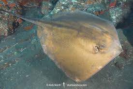 Image result for Dasyatis chrysonota