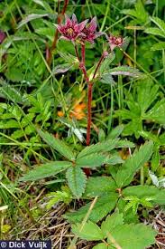 Attēlu rezultāti vaicājumam “Comarum palustre leaf”