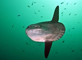 Image result for Mola mola