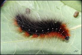 Attēlu rezultāti vaicājumam “Arctia caja imago”