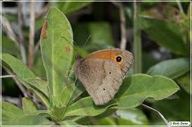 Attēlu rezultāti vaicājumam “Maniola jurtina male”