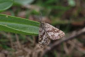 Attēlu rezultāti vaicājumam “Ematurga atomaria male”