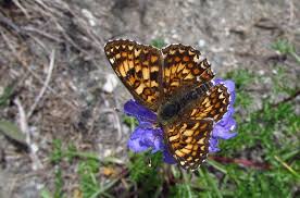 Attēlu rezultāti vaicājumam “Melitaea phoebe upperside”