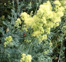 Attēlu rezultāti vaicājumam “Thalictrum”