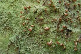 Attēlu rezultāti vaicājumam “Baeomyces rufus”