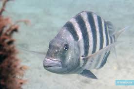 Image result for Archosargus probatocephalus