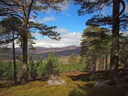 Image result for Roxburgh Reivers Orienteering Club