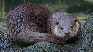 Attēlu rezultāti vaicājumam “Lutra lutra”