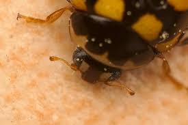 Attēlu rezultāti vaicājumam “Coccinula quatuordecimpustulata”