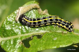 Attēlu rezultāti vaicājumam “Orthosia miniosa”