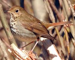 Image result for Catharus guttatus