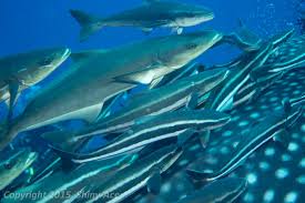 Image result for Rachycentron canadum