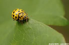 Attēlu rezultāti vaicājumam “Psyllobora vigintiduopunctata”