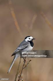 Attēlu rezultāti vaicājumam “Motacilla alba nest”