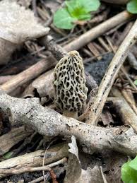 Attēlu rezultāti vaicājumam “Morchella esculenta”