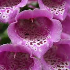 Image result for Fingerhut rot