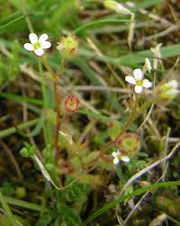 Attēlu rezultāti vaicājumam “Saxifraga tridactylites flower”