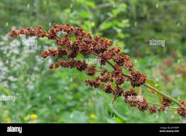 Attēlu rezultāti vaicājumam “Rumex confertus fruit”