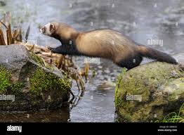 Attēlu rezultāti vaicājumam “Mustela putorius”