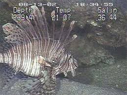 Image result for Pterois volitans