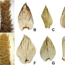 Attēlu rezultāti vaicājumam “Philonotis fontana sporophyte”