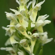 Attēlu rezultāti vaicājumam “Dactylorhiza ochroleuca”