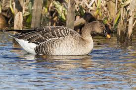 Image result for Anser fabalis