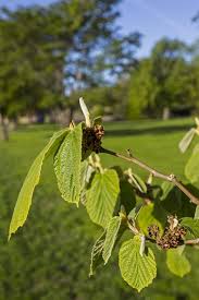 Attēlu rezultāti vaicājumam “Hamamelis japonica”