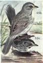 551. Dusky Seaside Sparrow. Passerherbulus Nigrescens