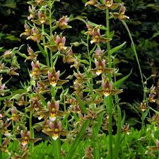 Attēlu rezultāti vaicājumam “Epipactis”