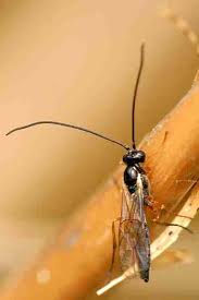 Attēlu rezultāti vaicājumam “Pontania proxima”