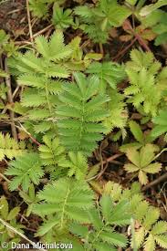 Attēlu rezultāti vaicājumam “Argentina anserina bud”