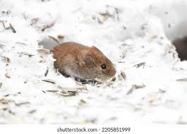 Attēlu rezultāti vaicājumam “Myodes glareolus”