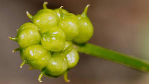 Attēlu rezultāti vaicājumam “Ranunculus flammula fruit”