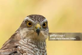 Attēlu rezultāti vaicājumam “Accipiter nisus”