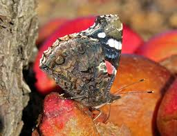 Attēlu rezultāti vaicājumam “Vanessa atalanta upperside”