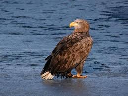 Image result for Haliaeetus albicilla