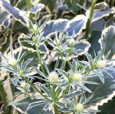 Attēlu rezultāti vaicājumam “Eryngium planum fruit”