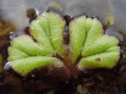 Attēlu rezultāti vaicājumam “Ricciocarpos natans”