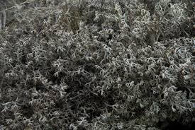 Attēlu rezultāti vaicājumam “Cladonia rangiferina”