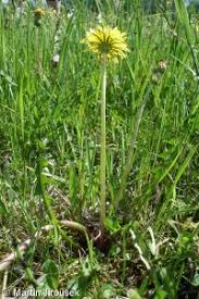 Attēlu rezultāti vaicājumam “Taraxacum suecicum”