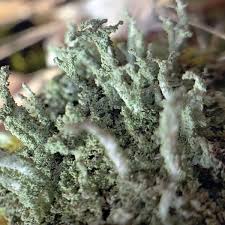 Attēlu rezultāti vaicājumam “Cladonia squamosa”