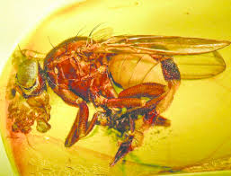 Attēlu rezultāti vaicājumam “Sciomyzidae”