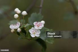 Attēlu rezultāti vaicājumam “Crataegus laevigata flower”