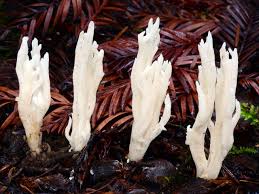 Attēlu rezultāti vaicājumam “Clavulina rugosa”