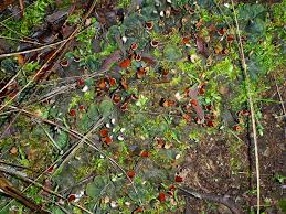 Attēlu rezultāti vaicājumam “Peltigera polydactylon”