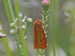 Attēlu rezultāti vaicājumam “Diacrisia sannio larva”