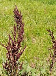 Attēlu rezultāti vaicājumam “Rumex crispus fruit”