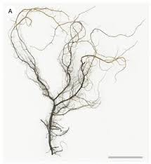 Attēlu rezultāti vaicājumam “Bryoria capillaris”