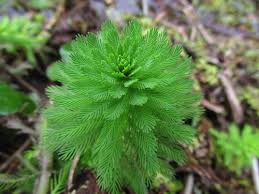 Attēlu rezultāti vaicājumam “Haloragaceae”